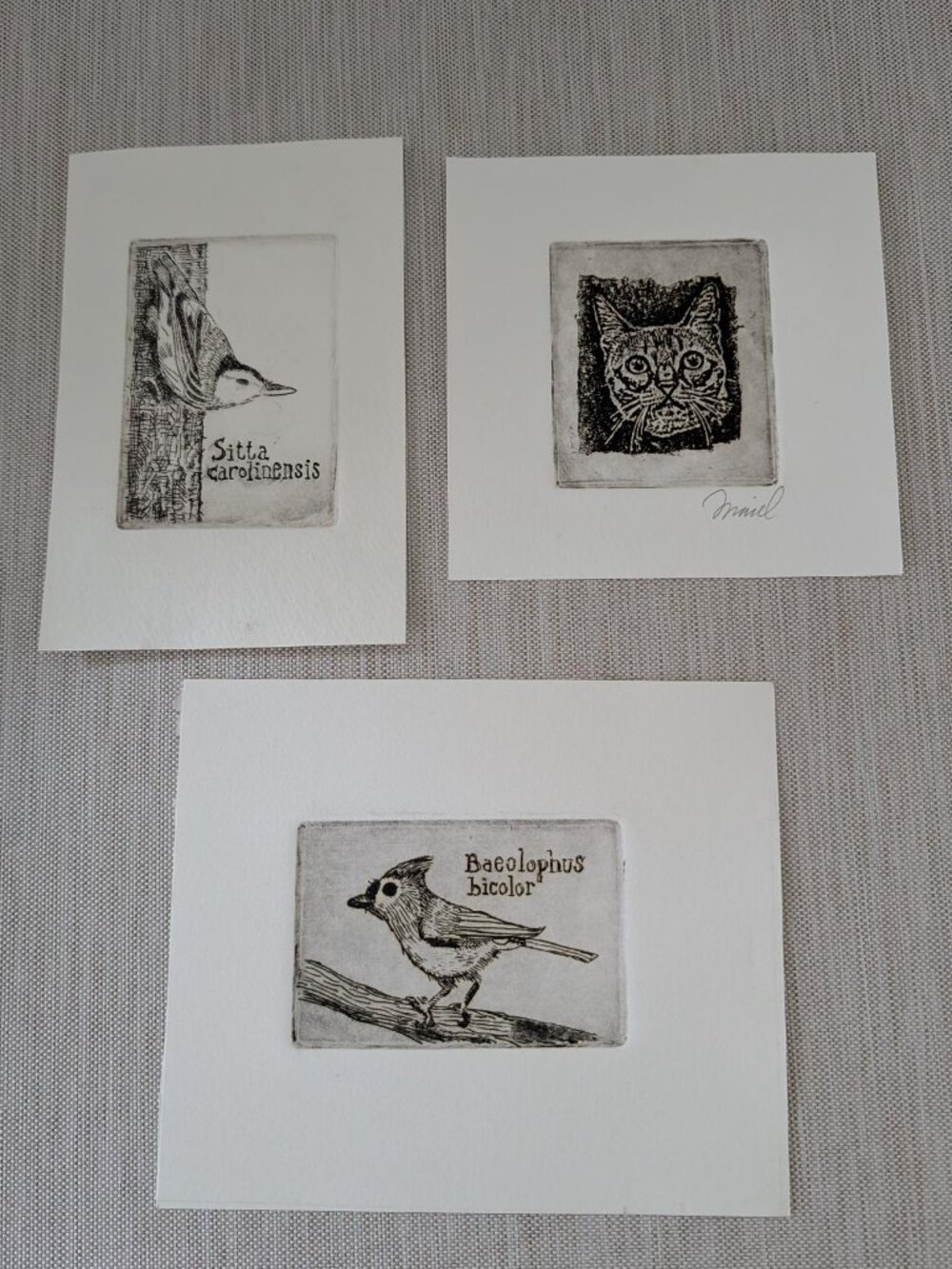 Set of 3 Intaglio Prints Birds and Cat - Handcrafted - Artwork - Unframed Signed